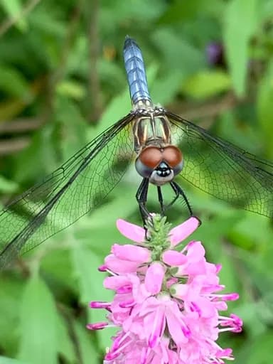 Name that Dragonfly trivia illustration