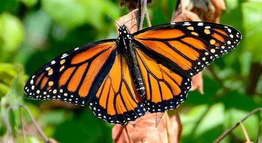 Name that Butterfly trivia illustration