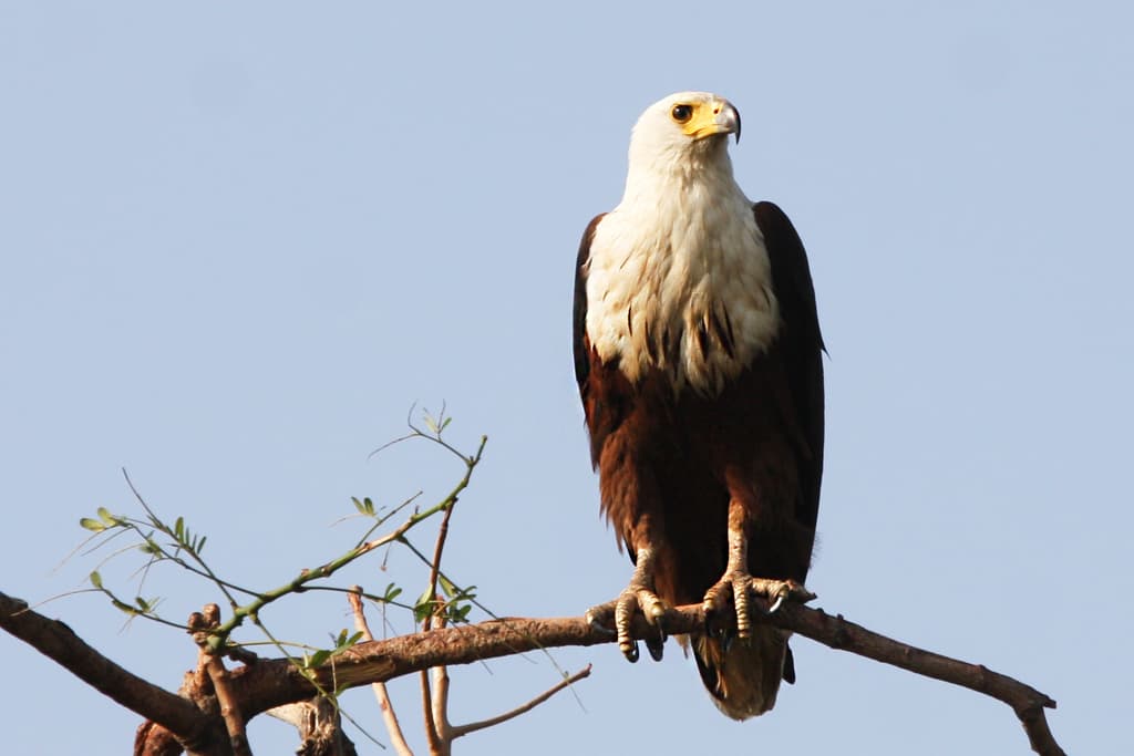 Eagles of the World trivia question image