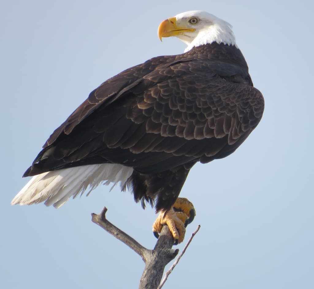 Eagles of the World trivia question image