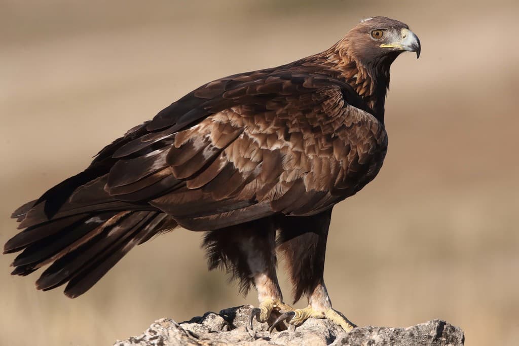 Eagles of the World trivia question image