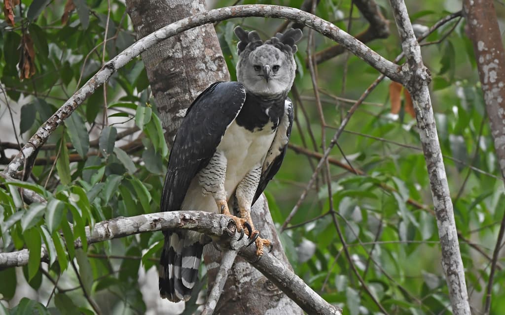 Eagles of the World trivia question image