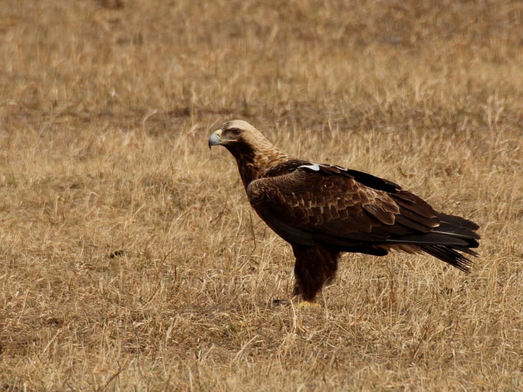 Eagles of the World trivia question image
