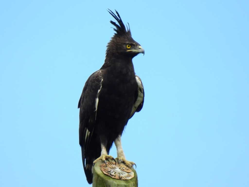 Eagles of the World trivia question image