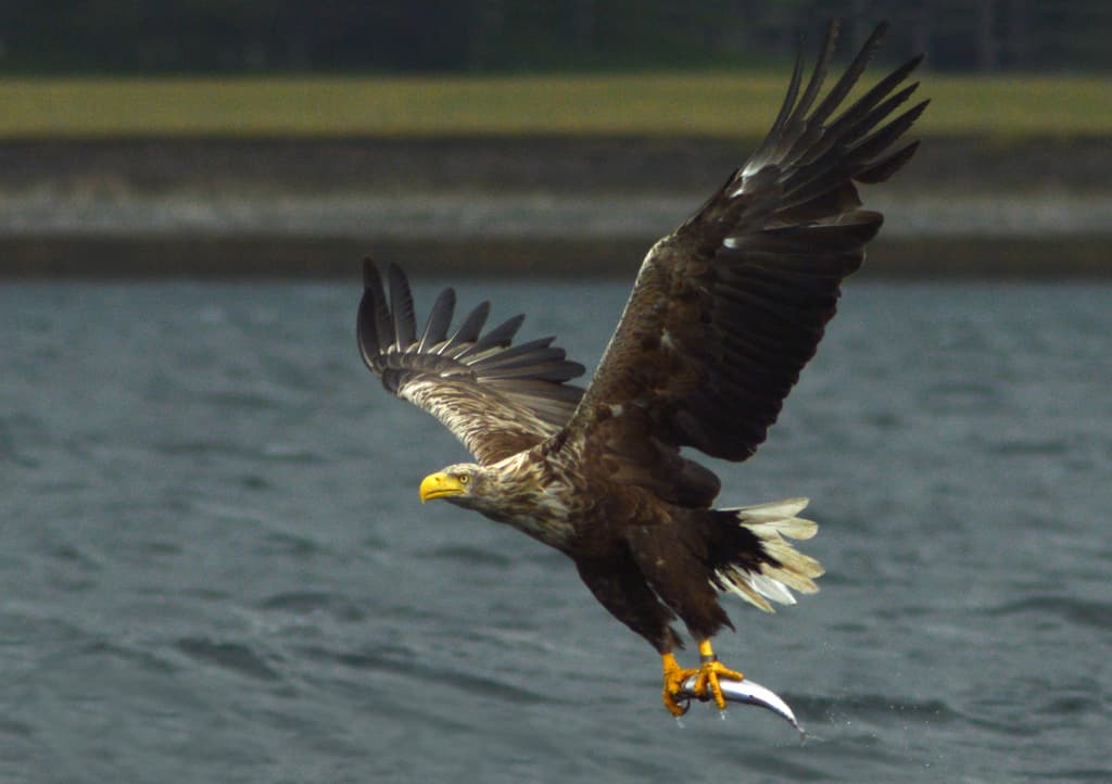 Eagles of the World trivia question image