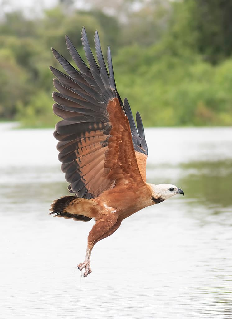 Hawks and Buzzards of the World trivia question image