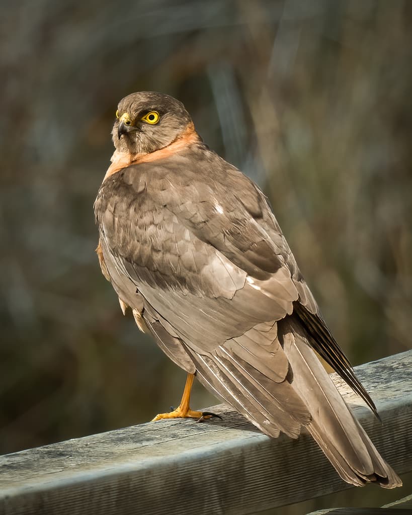 Hawks and Buzzards of the World trivia question image