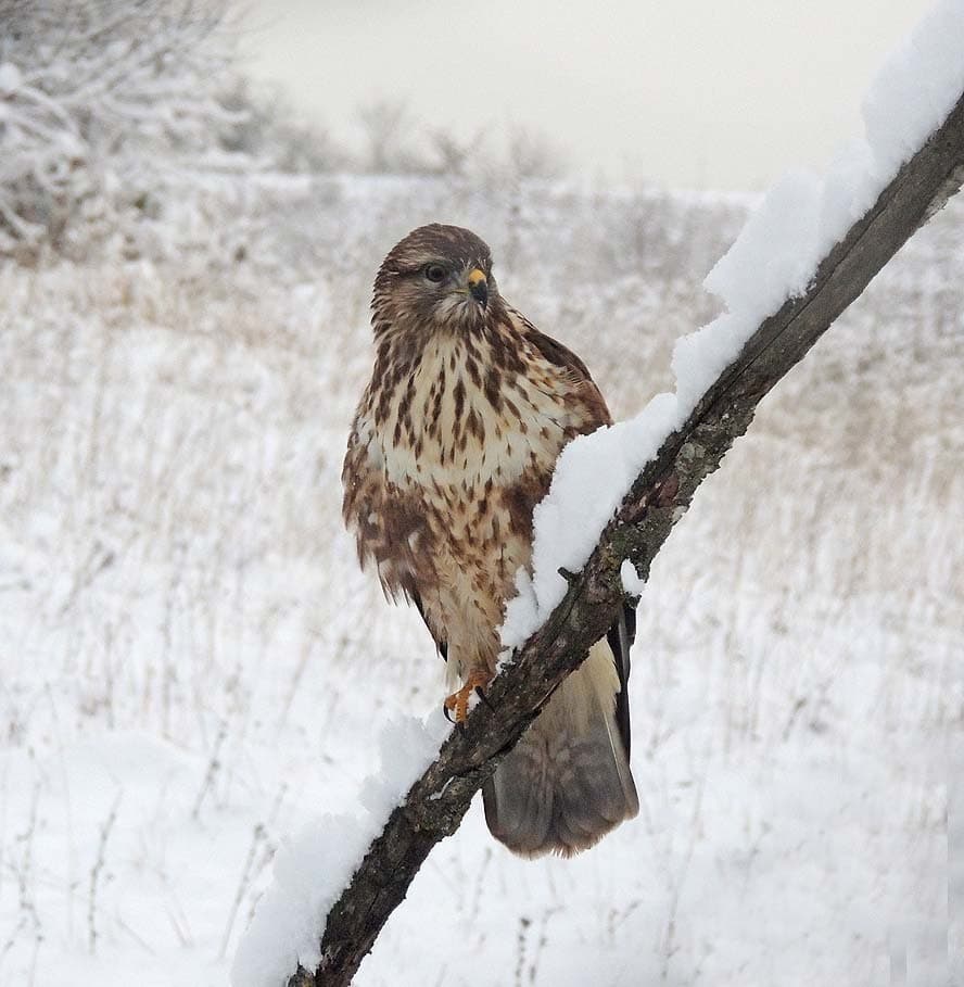 Hawks and Buzzards of the World trivia question image