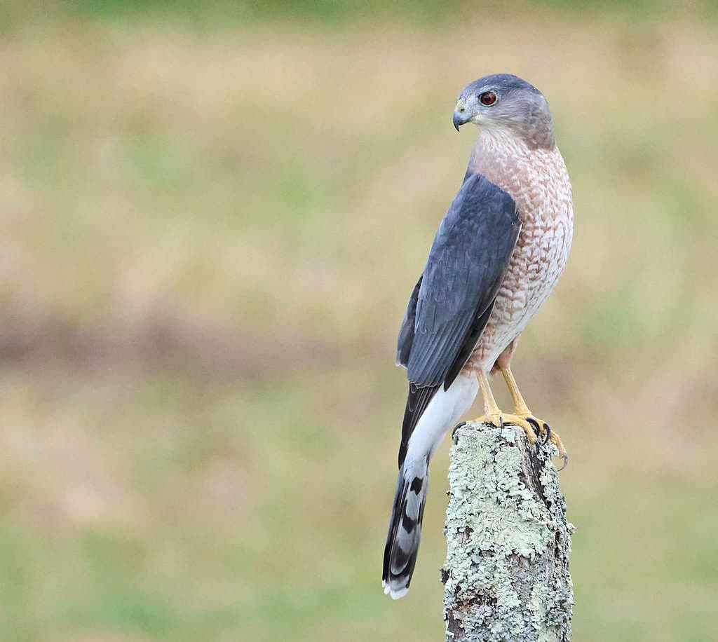 Hawks and Buzzards of the World trivia question image