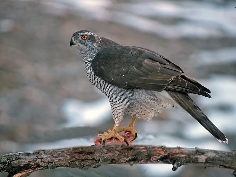 Hawks and Buzzards of the World trivia question image