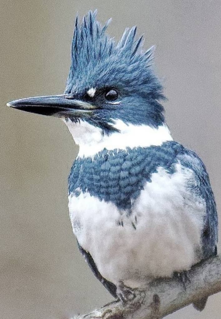 Kingfishers of the World trivia question image