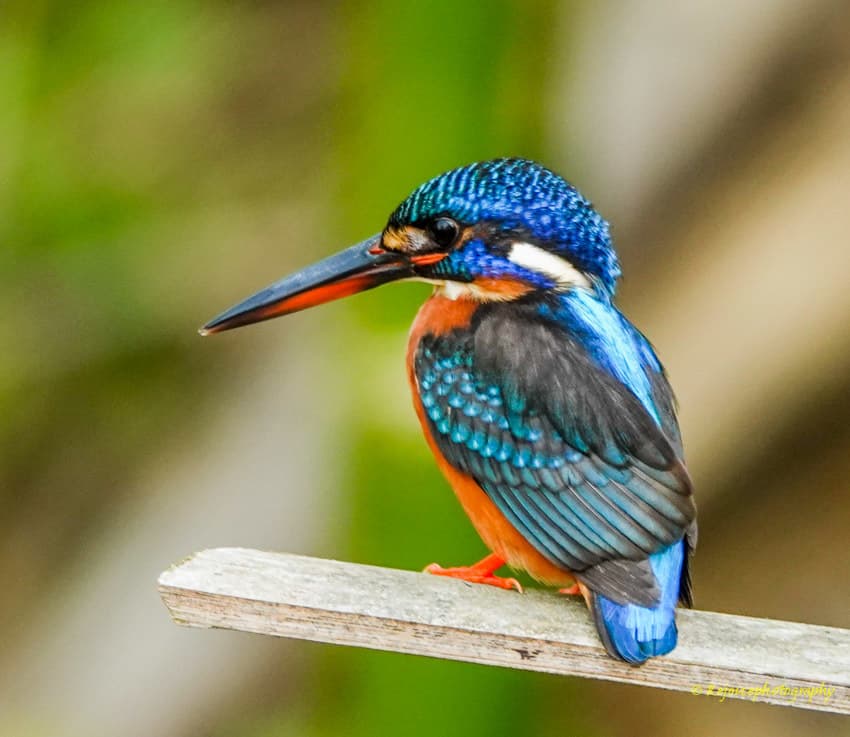 Kingfishers of the World trivia question image