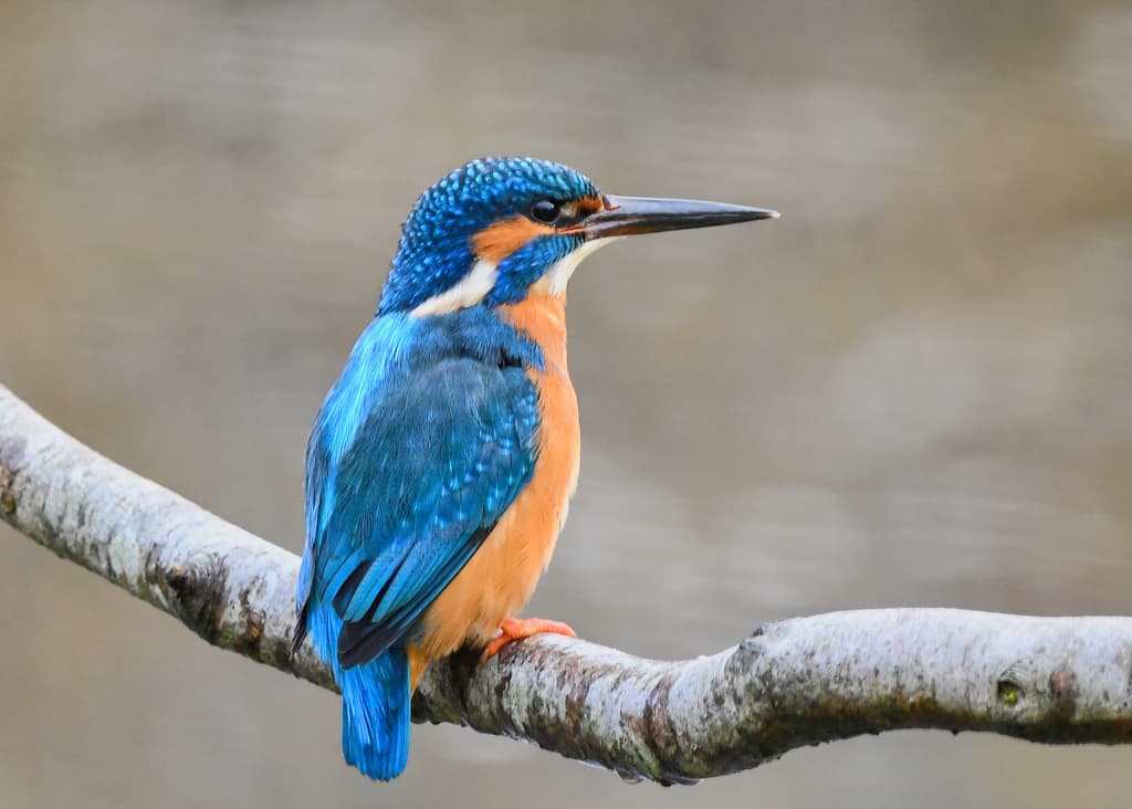 Kingfishers of the World trivia question image