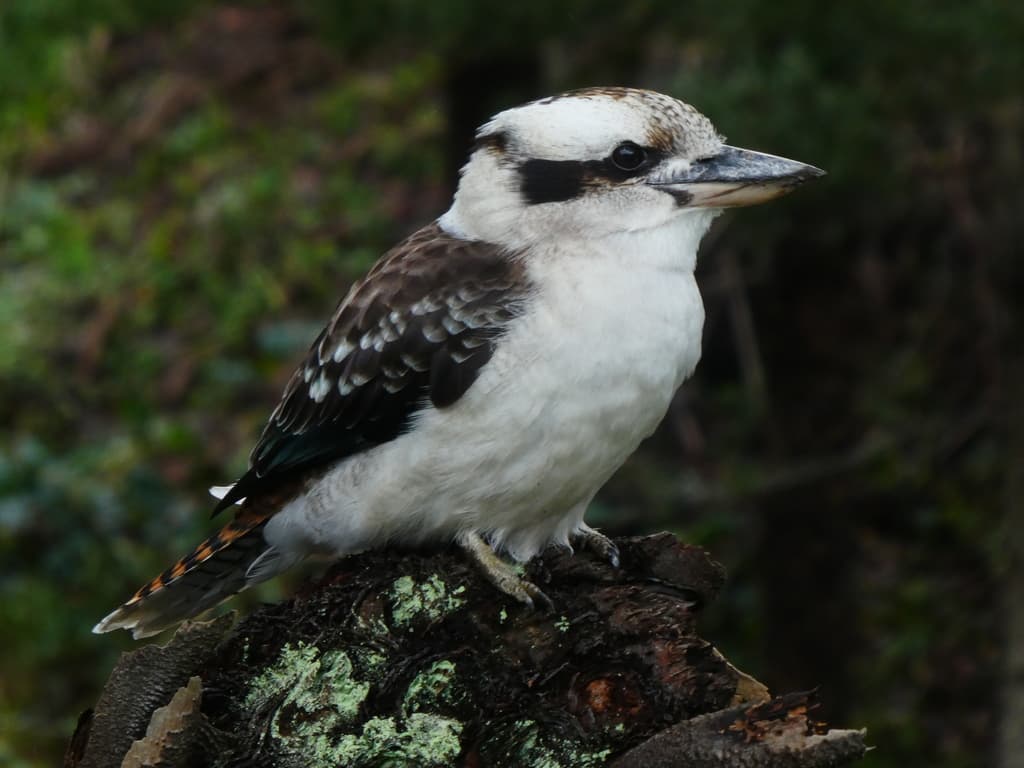 Kingfishers of the World trivia question image