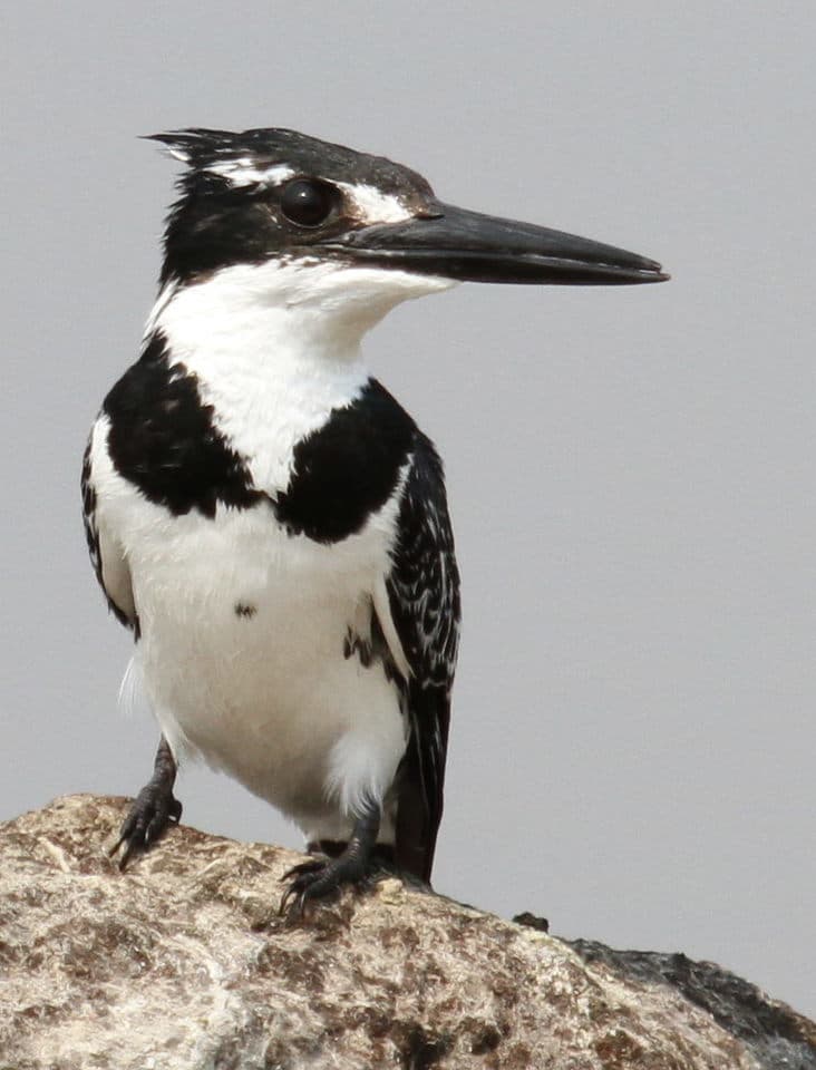 Kingfishers of the World trivia question image