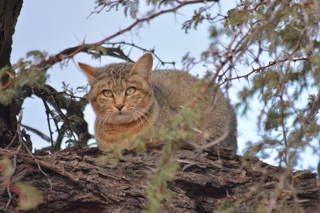 Mammals of Africa trivia question image