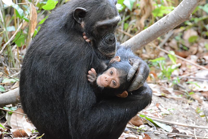 Mammals of Africa trivia question image