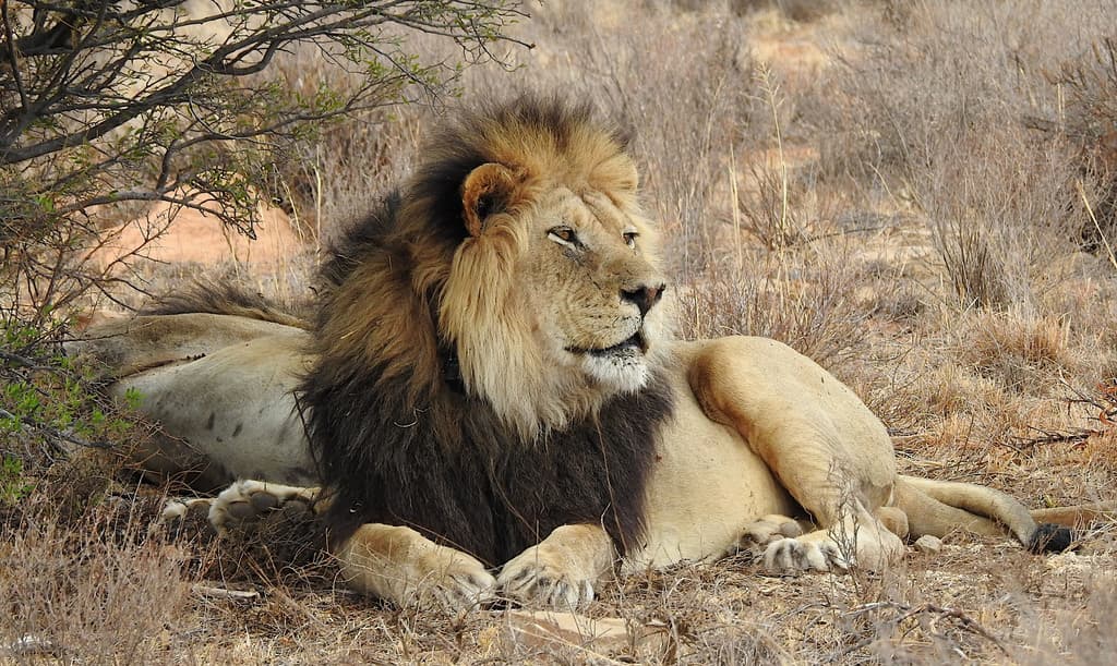 Mammals of Africa trivia question image