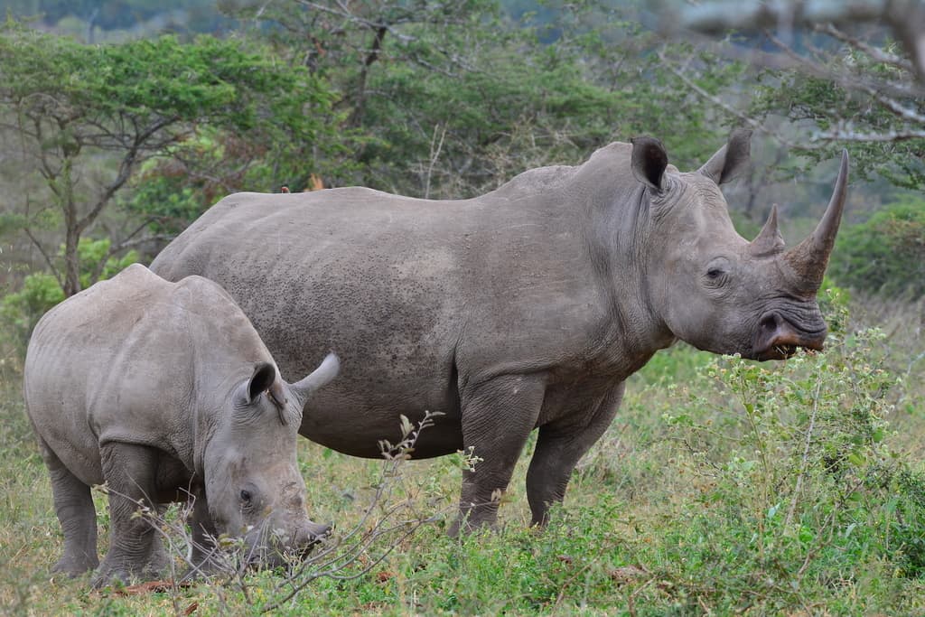 Mammals of Africa trivia question image