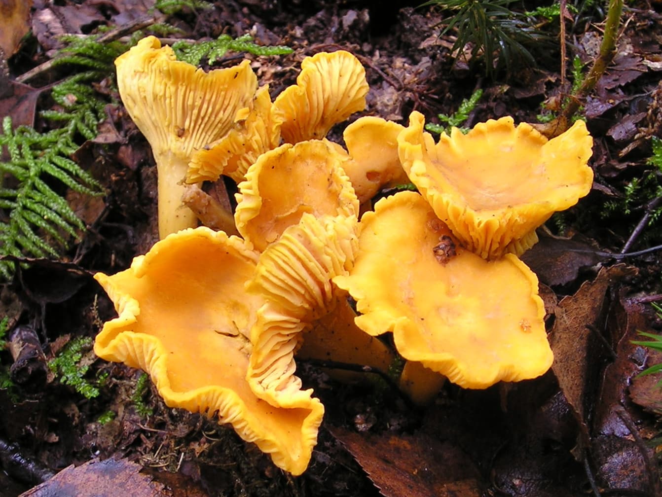 Herbs, Peppers and Mushrooms trivia question image