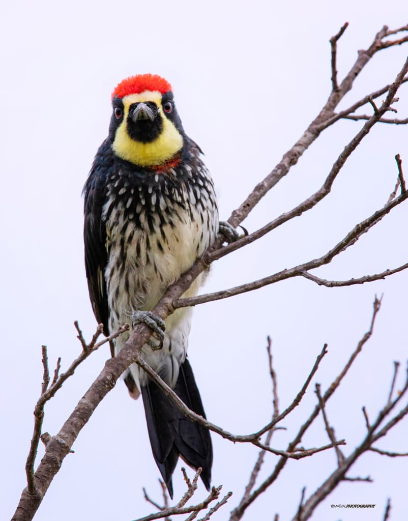 Waterbirds and Raptors of North America trivia question image