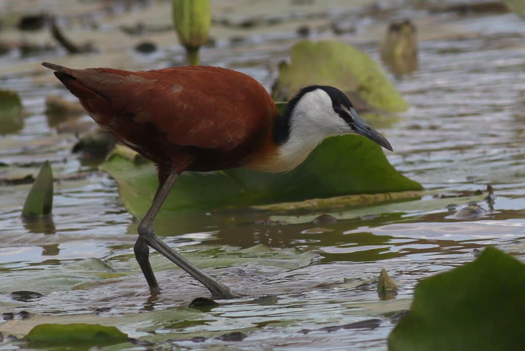 Waterbirds and Raptors of Africa trivia question image