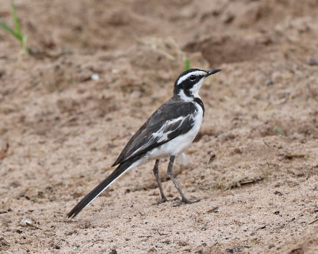 Songbirds of Africa trivia question image