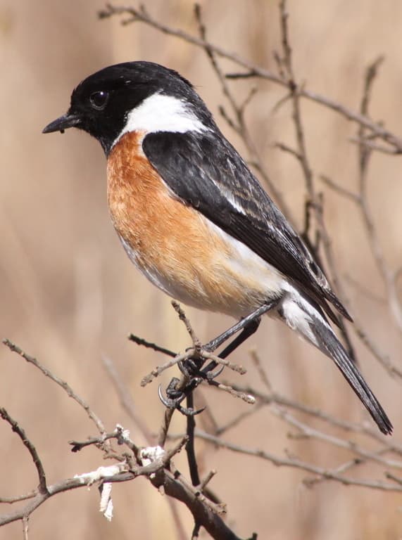 Songbirds of Africa trivia question image