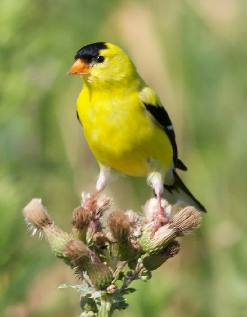 Songbirds of North America trivia question image