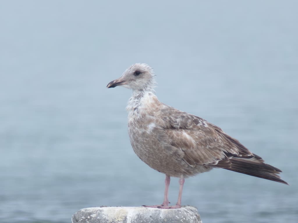 Waterbirds and Raptors of North America trivia question image