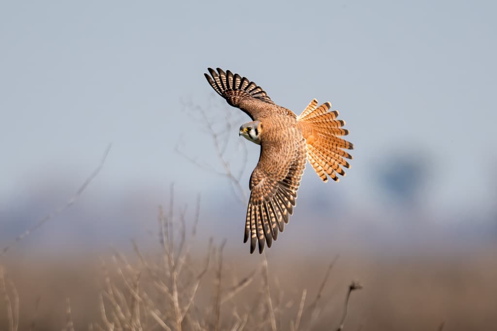 Waterbirds and Raptors of South America trivia question image