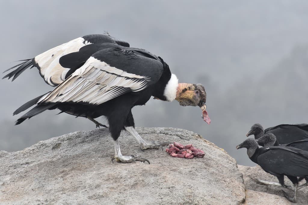 Waterbirds and Raptors of South America trivia question image