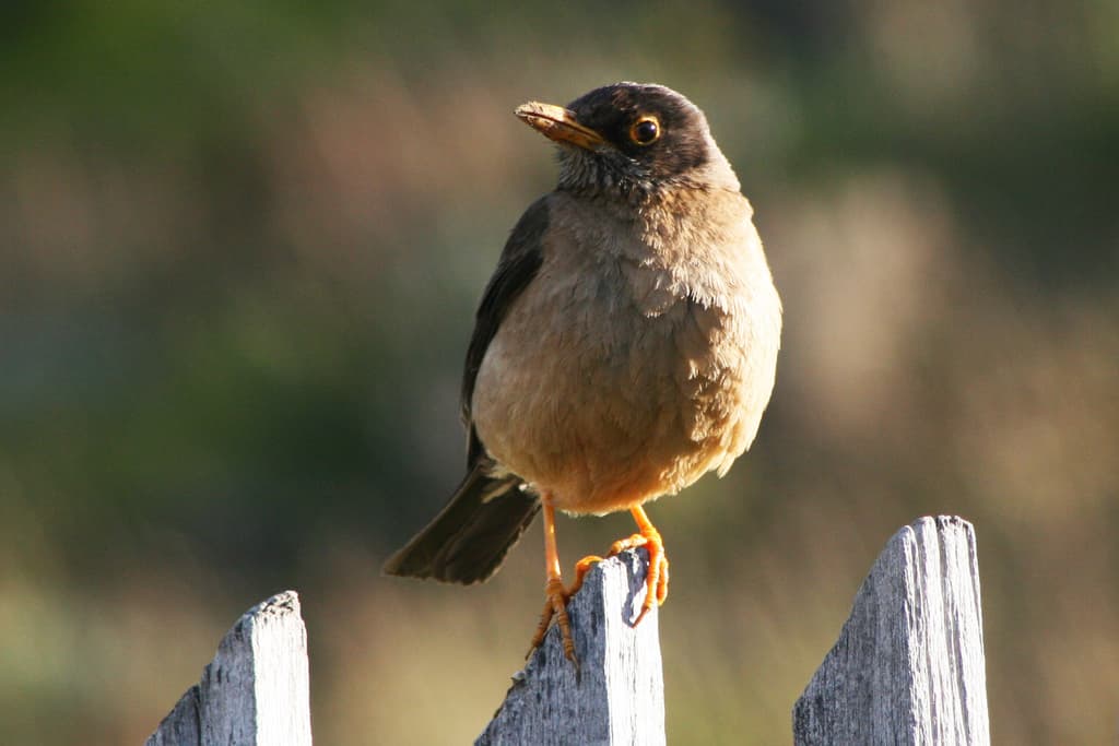 Songbirds of South America trivia question image