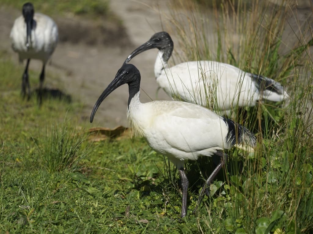 Waterbirds and Raptors of Oceania trivia question image
