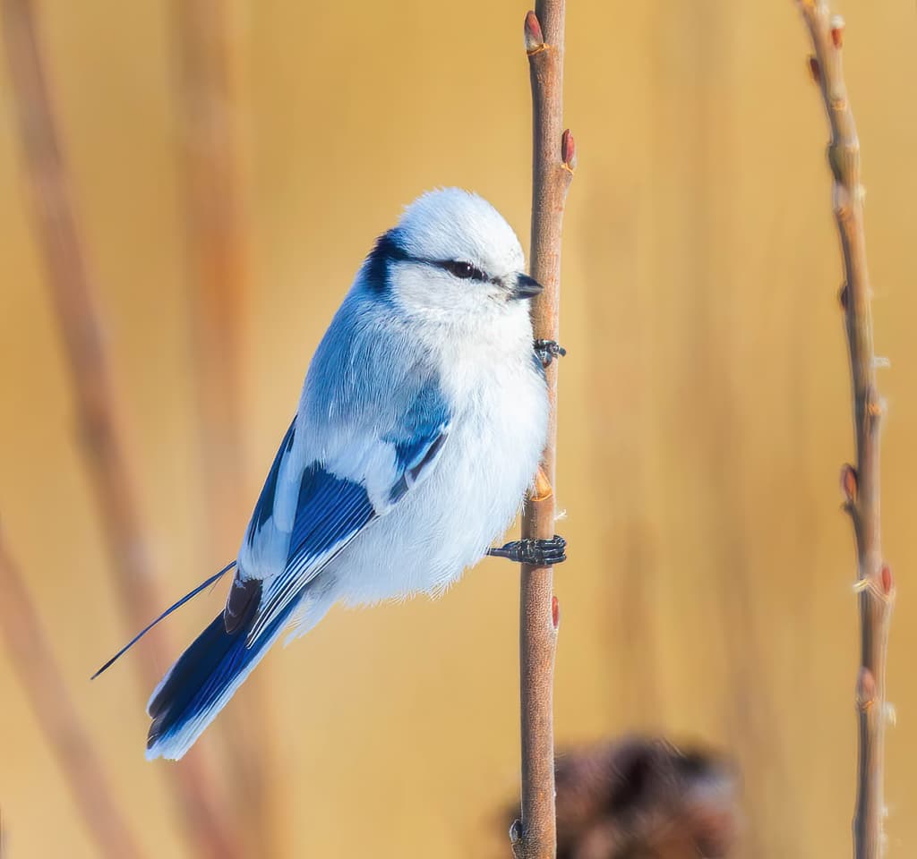 Songbirds of Europe trivia question image