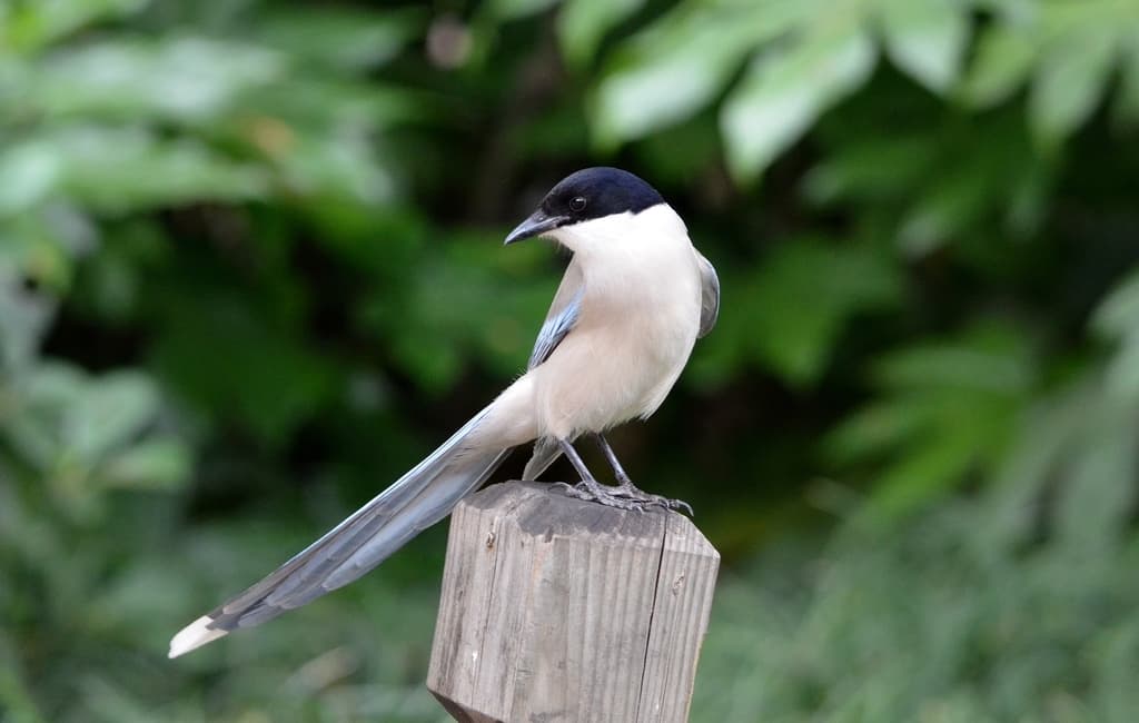 Songbirds of Asia trivia question image
