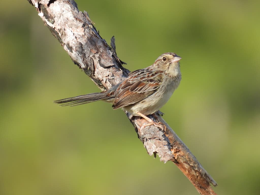 Songbirds of North America trivia question image