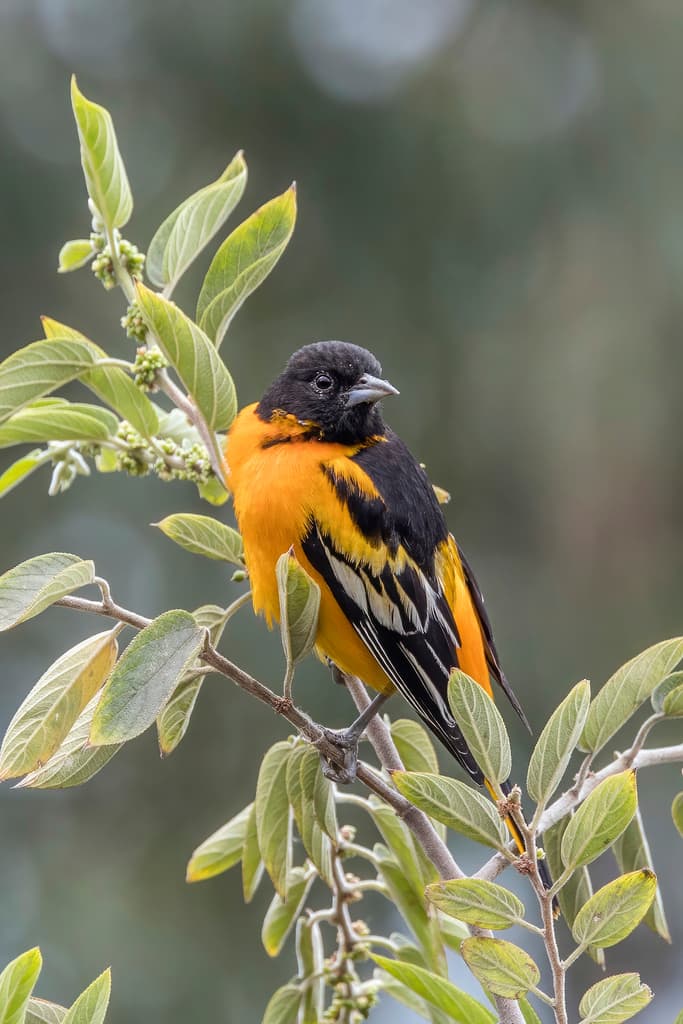 Songbirds of North America trivia question image