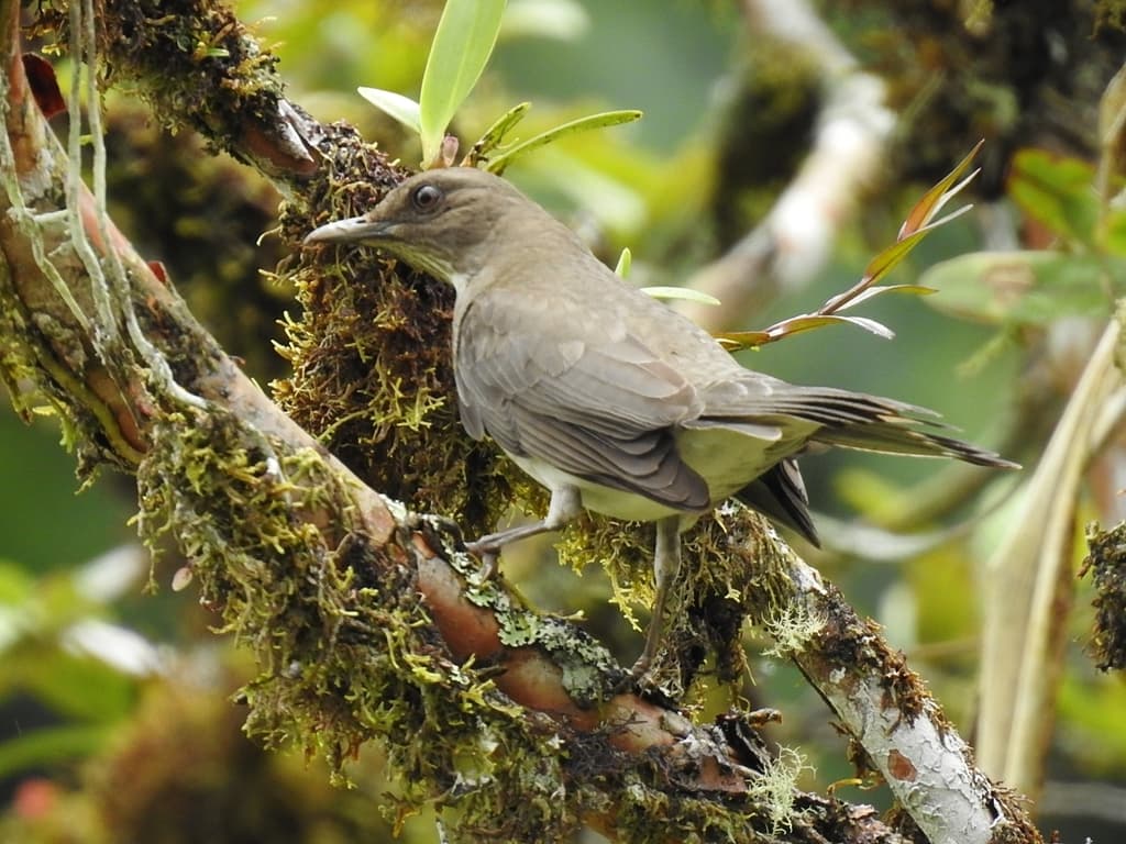Songbirds of South America trivia question image