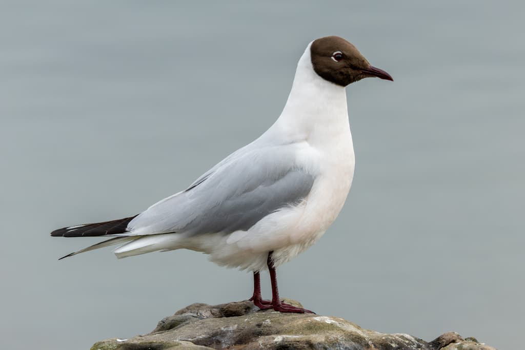 Waterbirds and Raptors of Europe trivia question image