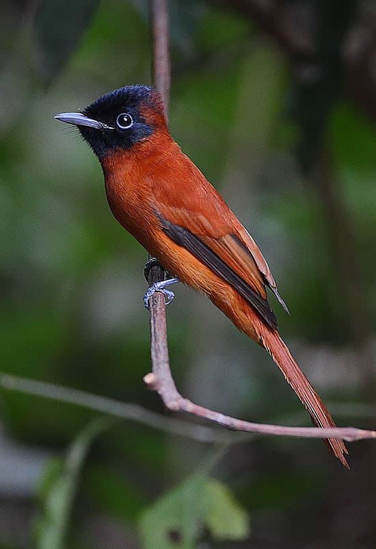 Songbirds of Africa trivia question image