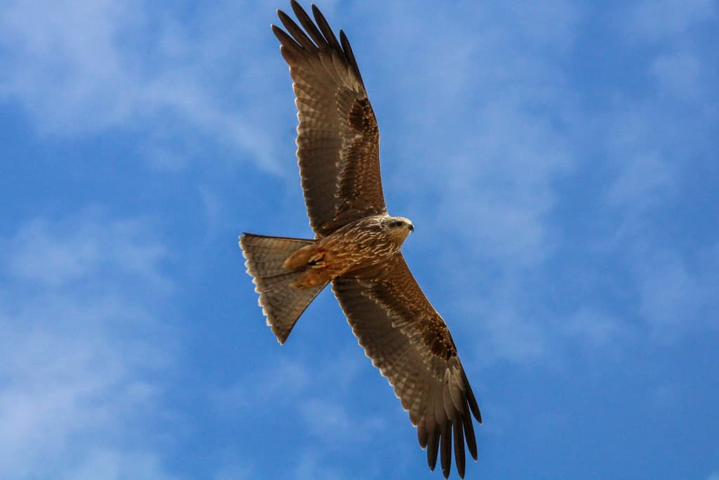Waterbirds and Raptors of Asia trivia question image