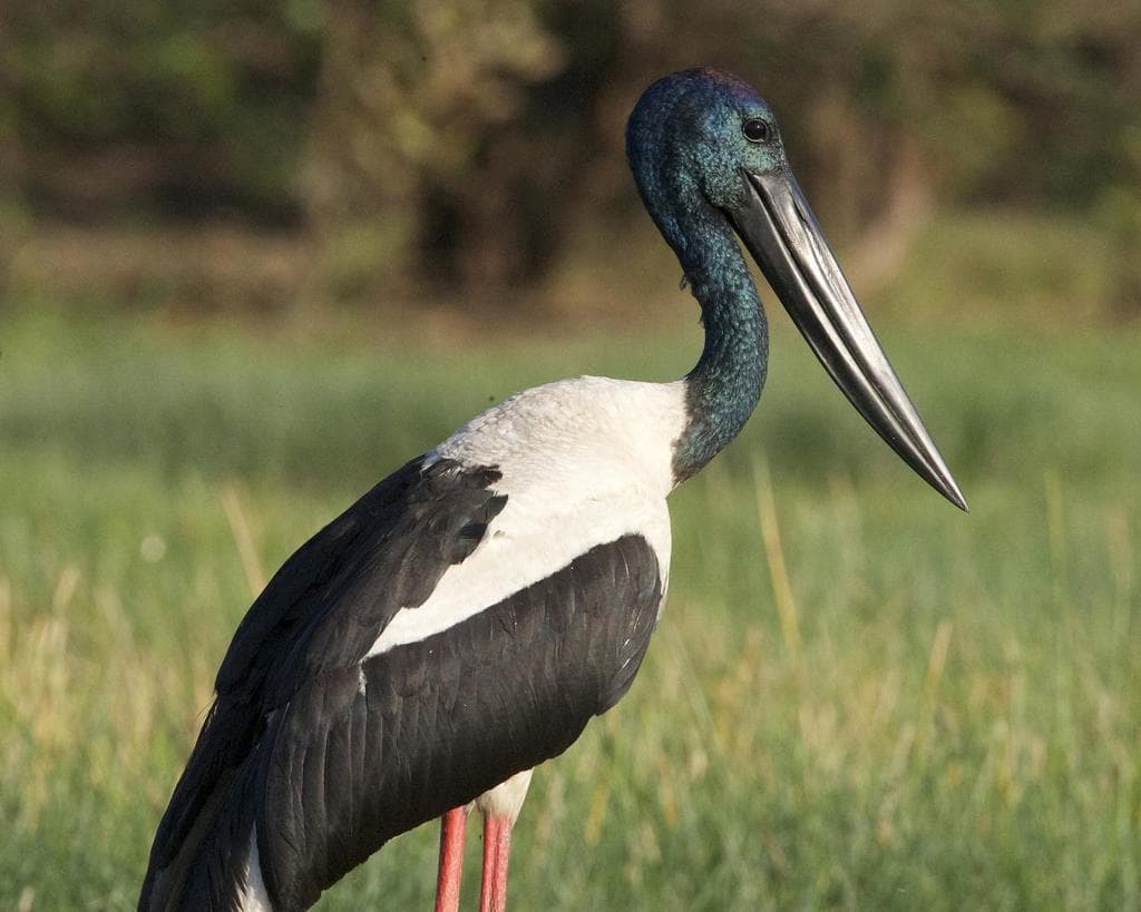 Waterbirds and Raptors of Oceania trivia question image