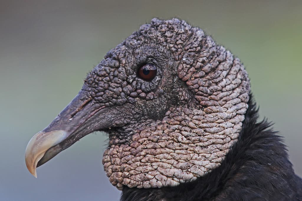 Waterbirds and Raptors of South America trivia question image