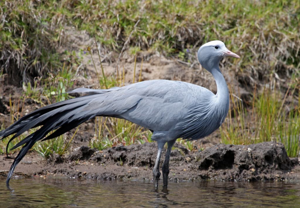 Waterbirds and Raptors of Africa trivia question image