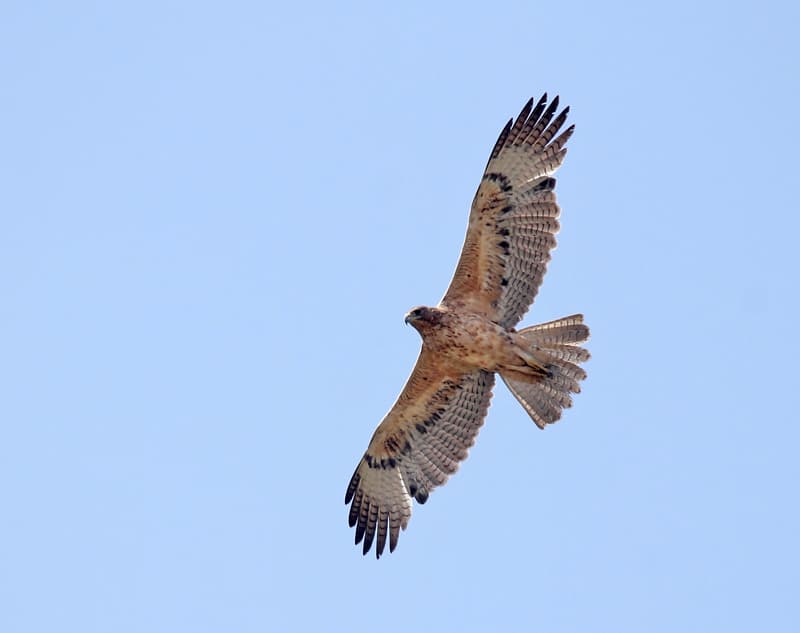 Waterbirds and Raptors of Africa trivia question image