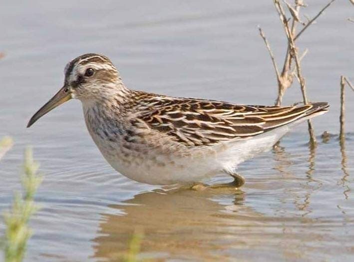 Waterbirds and Raptors of Europe trivia question image