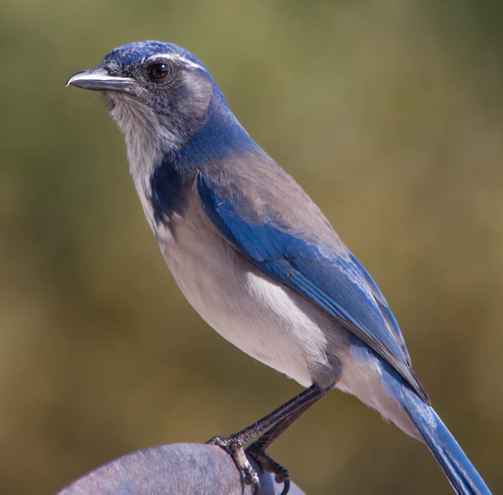 Songbirds of North America trivia question image