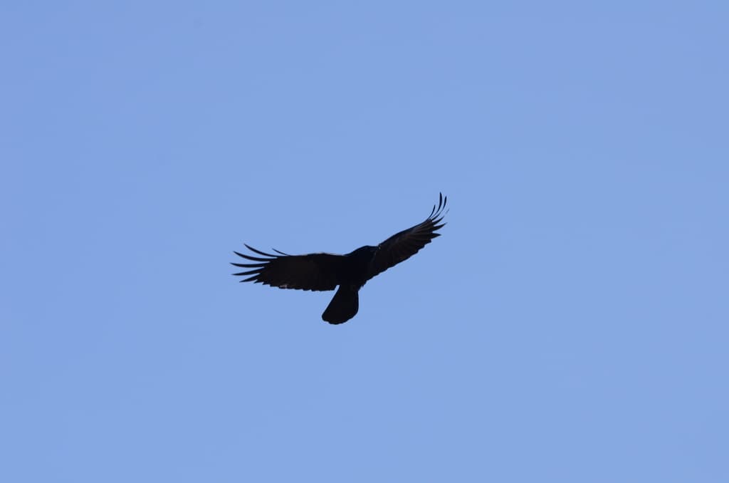 Songbirds of Europe trivia question image