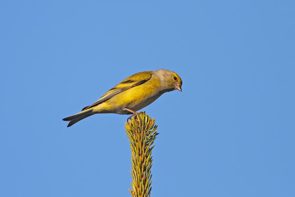 Songbirds of Europe trivia question image